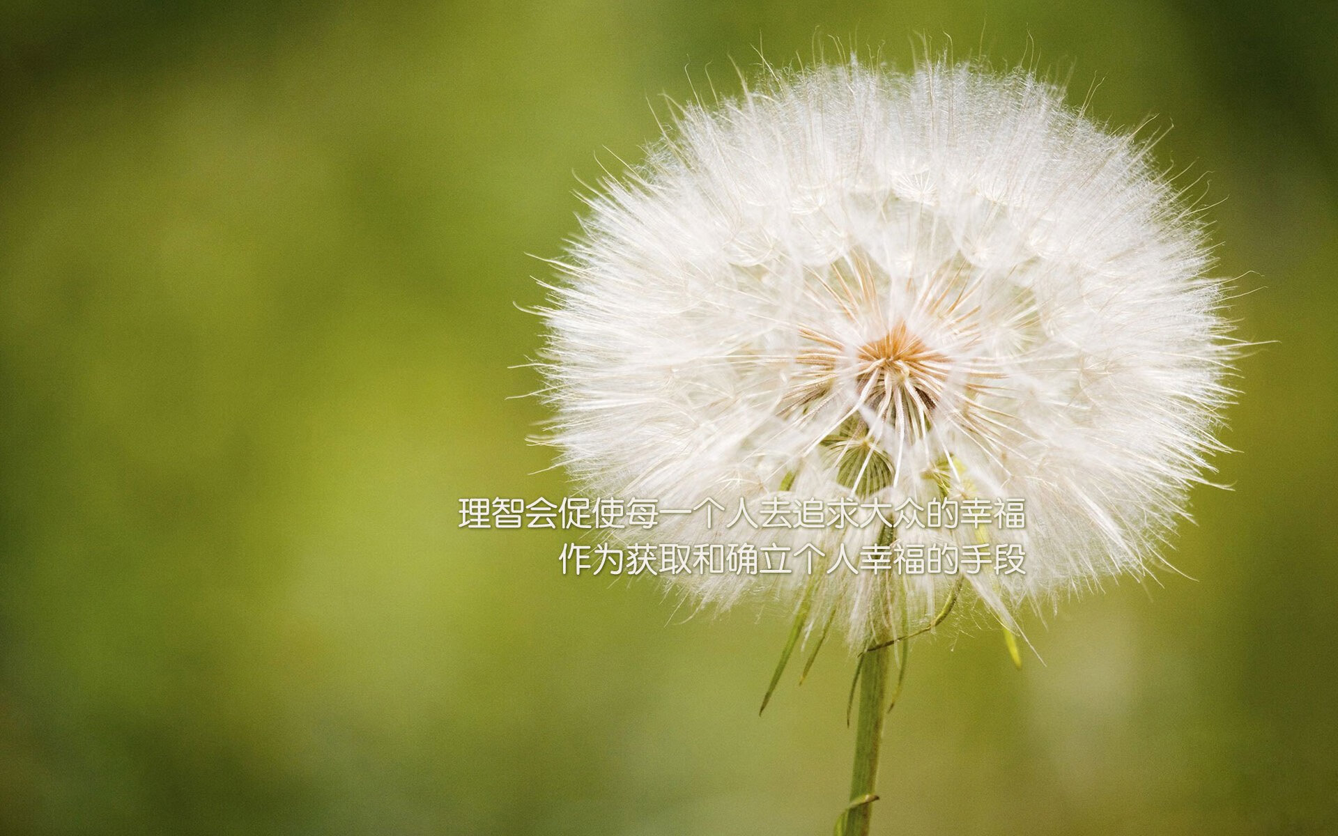 唯一性的胜利，苏格兰连续得分压制韩国，布雷默关键先生定乾坤