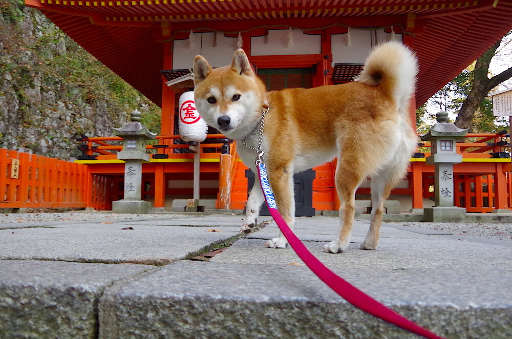 利拉德节拍器撕裂防线,猛龙战术漩涡打穿辽宁钢铁长城
