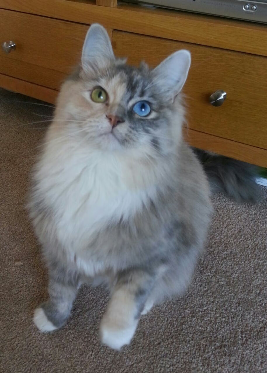 天山雄鹰对决西部牛仔,当拉文撕裂时空的篮球之幕