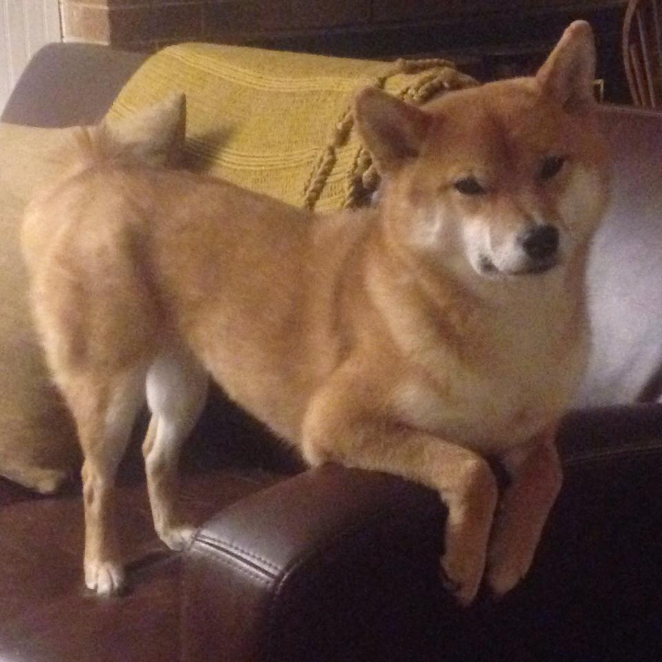 双线传奇,马克西在NBA绝杀与欧冠接管之夜