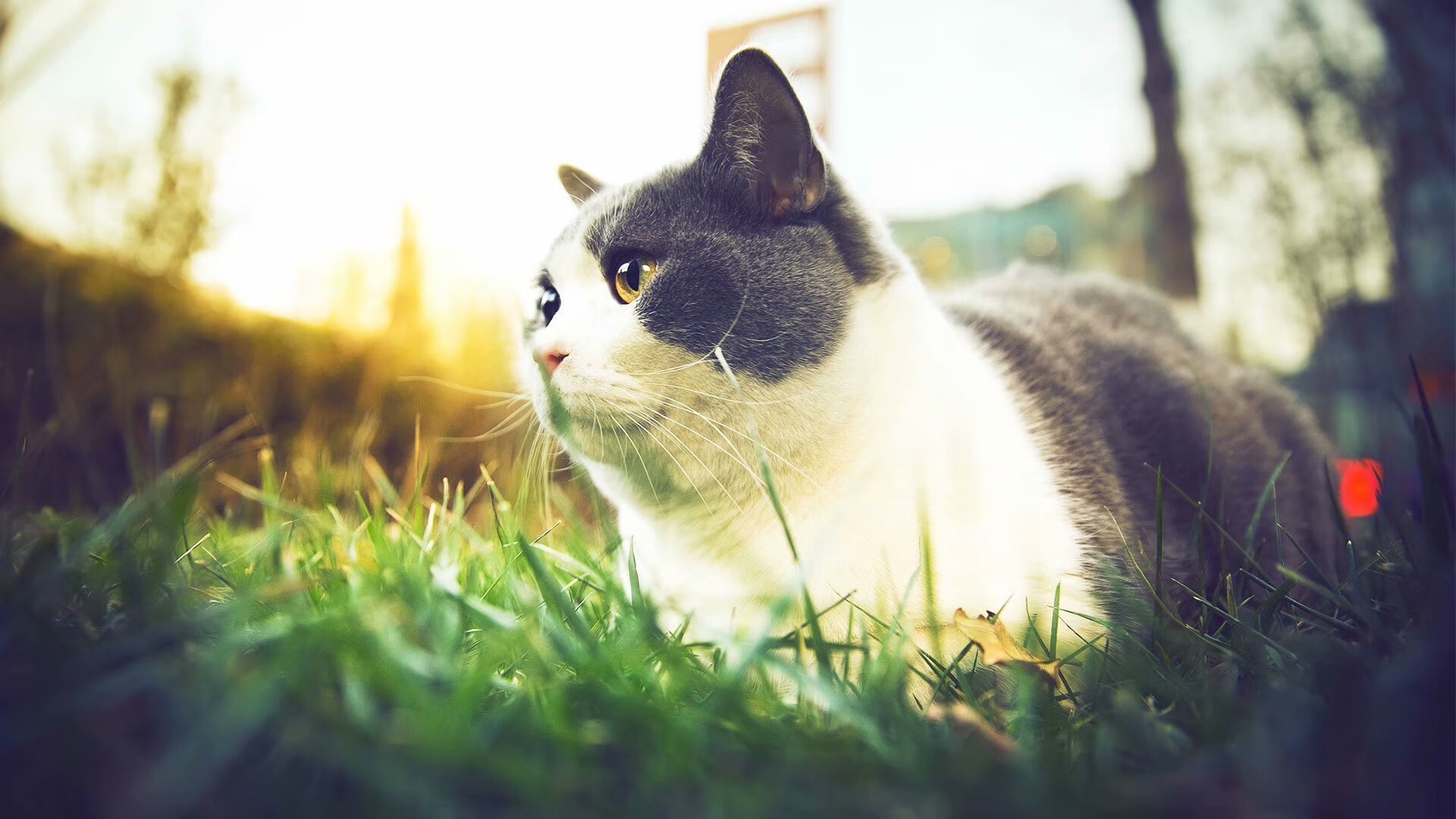 开拓者三节崩盘，福克斯关键球不手软，独行侠双核闪耀收胜利