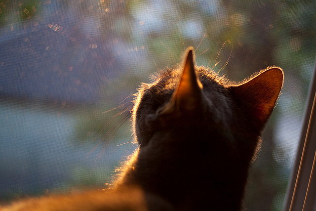 0.5秒绝杀与世界杯接管，哪个瞬间更震撼？
