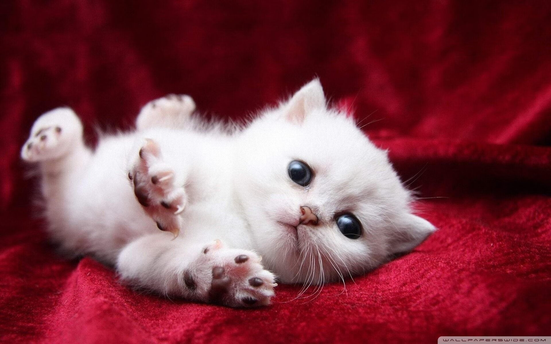 橙色风暴席卷法兰西，阿尔瓦雷斯以荷兰式铁蹄冲垮雷恩防线，欧冠决赛完成历史性接管